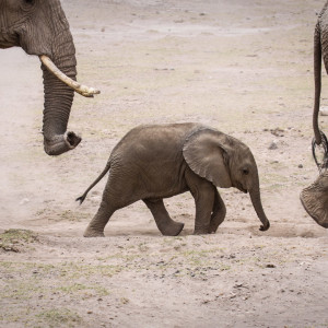 Tapferer kleiner Elefant Tapferer kleiner Elefant