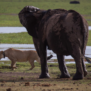 Die Elefantendame verscheucht die Löwen Die Elefantendame verscheucht die Löwen