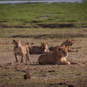 Das Löwenrudel Das Löwenrudel