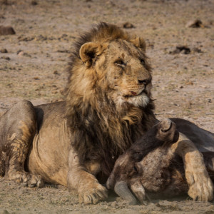 Der Pascha mit seiner Beute Der Pascha mit seiner Beute