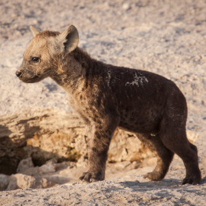 Mini-Hyäne Mini-Hyäne