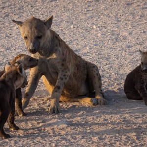 Wuselige Hyänenfamilie Wuselige Hyänenfamilie