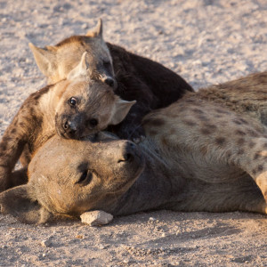 Spielen mit Mami Spielen mit Mami