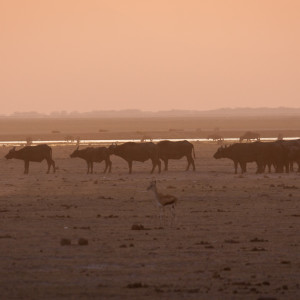 Büffel in der Steppe Büffel in der Steppe