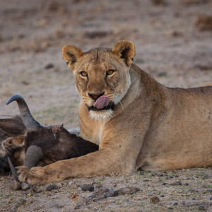 Leckeres Abendessen Leckeres Abendessen
