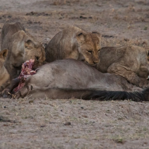 Auch die Kleinen dürfen endlich ans Gnu Auch die Kleinen dürfen endlich ans Gnu