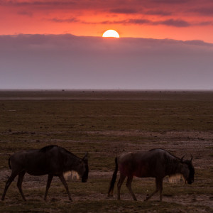 Sonnenaufgang im Amboseli NP Sonnenaufgang im Amboseli NP