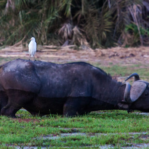 Büffel mit Kuhreiher Büffel mit Kuhreiher