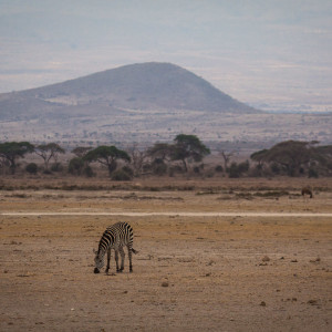 Einsames Zebra im Amboseli Einsames Zebra im Amboseli
