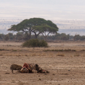 Hyäne mit fetter Beute Hyäne mit fetter Beute
