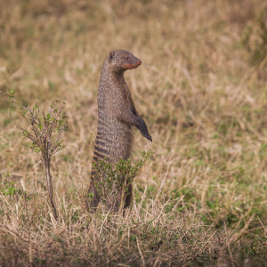 Zebramanguste Zebramanguste