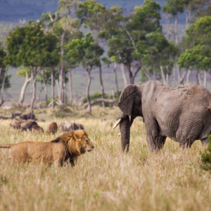 Masai Mara at his best Masai Mara at his best