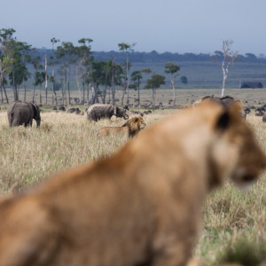 Buntes Treiben in der Masai Mara Buntes Treiben in der Masai Mara