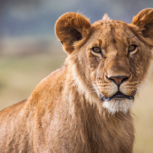 Fotogener Löwe Fotogener Löwe