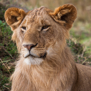 Junges Löwenmännchen Junges Löwenmännchen