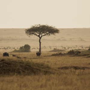 Masai Mara Impression Masai Mara Impression