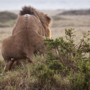 Löwenpaar in Action Löwenpaar in Action