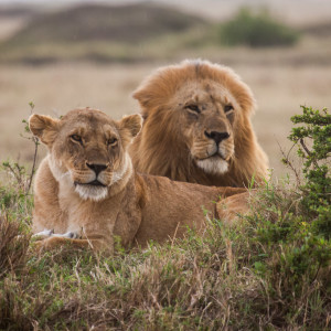Löwenpärchen Löwenpärchen
