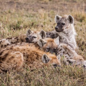 Hyänenfamilie Hyänenfamilie