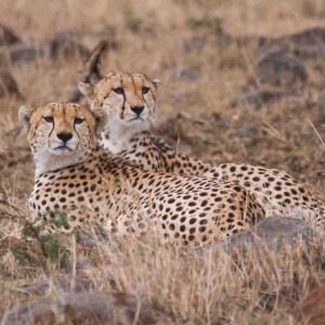 Gepardenbrüder Gepardenbrüder