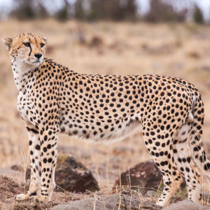 Gepard in der Masai Mara Gepard in der Masai Mara