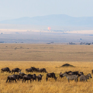 Die unendliche Weite der Mara Die unendliche Weite der Mara
