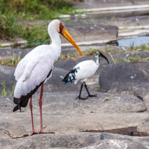 Storch in der Mara Storch in der Mara