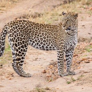 Hübsche Leoparden-Dame Hübsche Leoparden-Dame