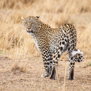 Leoparden-Dame in der Mara Leoparden-Dame in der Mara