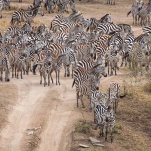 Unentschlossene Zebras Unentschlossene Zebras