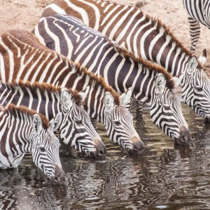 Durst stillen im Mara River Durst stillen im Mara River
