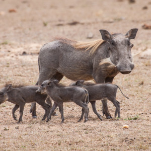 Warzenschweinfamilie Warzenschweinfamilie