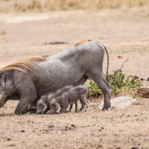 “Knieschweine” "Knieschweine"