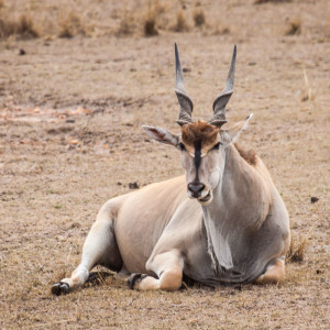 Imposante Elenantilope Imposante Elenantilope