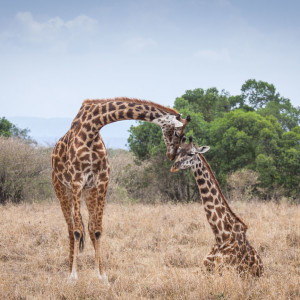 Schmusende Giraffen Schmusende Giraffen