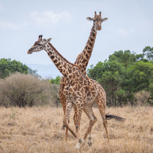 Turtelnde Giraffen Turtelnde Giraffen