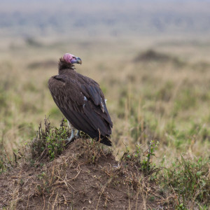 Ein Geier hält Ausschau Ein Geier hält Ausschau