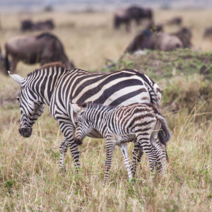 Zebra mit Jungtier Zebra mit Jungtier