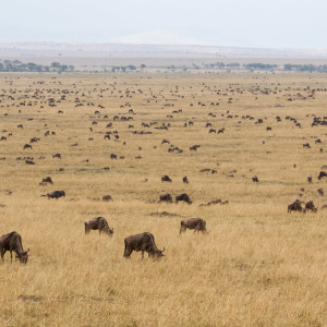 Übersicht über die Masai Mara Übersicht über die Masai Mara