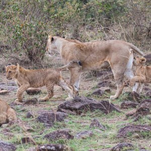 Die komplette Löwenfamilie Die komplette Löwenfamilie