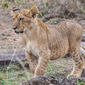 Kleiner Löwe Kleiner Löwe