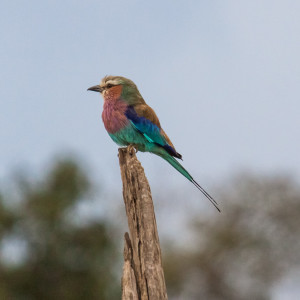 Die hübsche Gabelracke Die hübsche Gabelracke