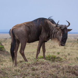 Gnu auf einem Hügel Gnu auf einem Hügel