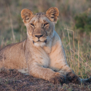 Junger Löwe Junger Löwe