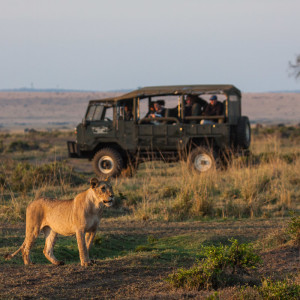 Die Löwin läuft direkt an uns vorbei Die Löwin läuft direkt an uns vorbei