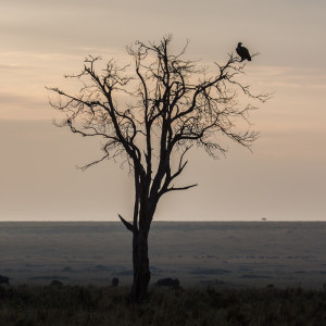 Morgendliche Stimmung in der Mara Morgendliche Stimmung in der Mara