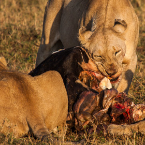 Die Löwin lässt es sich schmecken Die Löwin lässt es sich schmecken