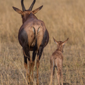 Frisch geborenes Topi mit seiner Mutter Frisch geborenes Topi mit seiner Mutter
