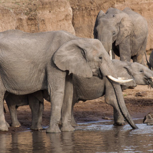 Durstige Elefanten Durstige Elefanten