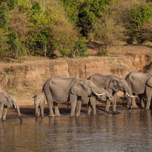 Elefantenherde trinkt am Mara River Elefantenherde trinkt am Mara River